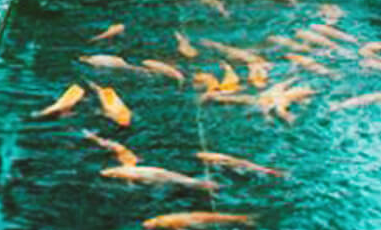 景观园林设计‍几种常见的构思方法